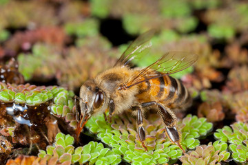 Apis mellifera western honey bee european