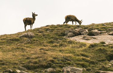 Scotland - Isle of Rum - Red Deer