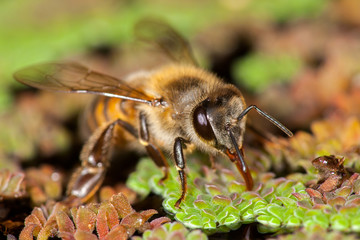 Apis mellifera western honey bee european
