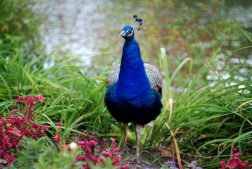 Beautiful peacock