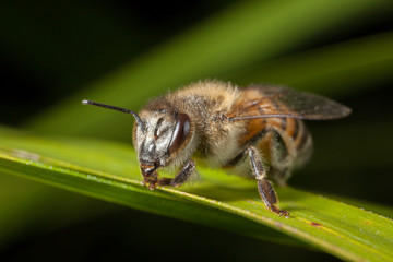 Apis mellifera western honey bee european on leaf