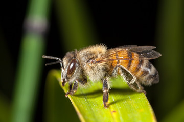 Apis mellifera western honey bee european on leaf