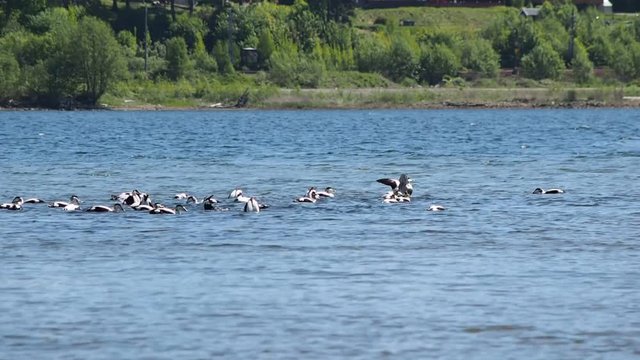 Flock of Common Eider, washing, bathing and eating in fresh blue seawater