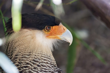 Northern crested caracara (Caracara cheriway).
