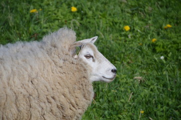 Sheep With Earmark