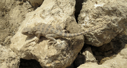 Uzbekian steppe agama on stones