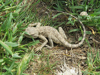 Uzbekian steppe agama
