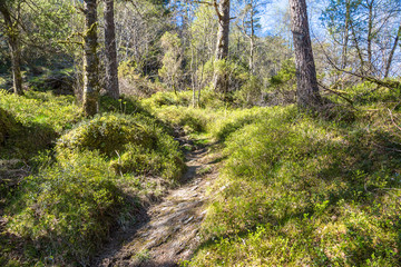 Fototapeta na wymiar Beautiful forest in Norway