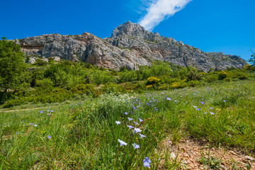 Montagne Sainte-Victoire, Provence, france au printemps, fleurs bleus sauvages au premier plan.