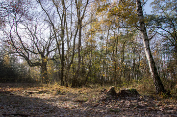 Forest in Grunewald, Havelhöhenweg, Berlin