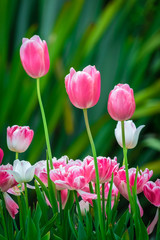 Pink and purple tulips