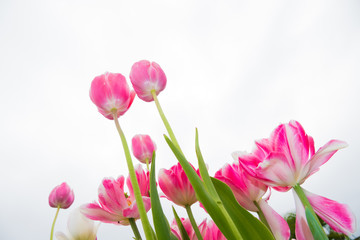 Pink tulips in the garden