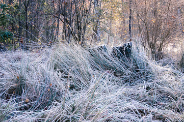 White frost on grass on a day in autumn 