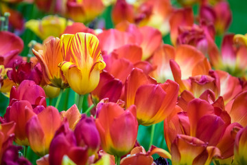 Field of red, orange and yellow tulips