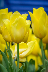 Bunch of yellow tulips