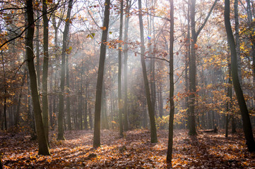Fototapeta na wymiar Sunbeams in the forest in Grunewald, Havelhöhenweg, Berlin