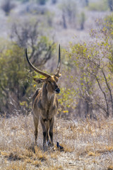 Common Waterbuck in Kruger National park, South Africa