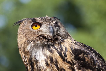 Real owl, (bubo bubo)