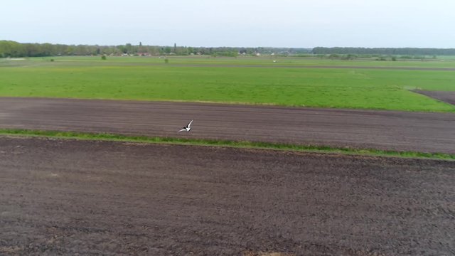 Aerial following bird lapwing vanellinae the bird flying to left and right to lure away drone from its nest during spring time flight is above worked plowed land and in background meadow pastures 4k