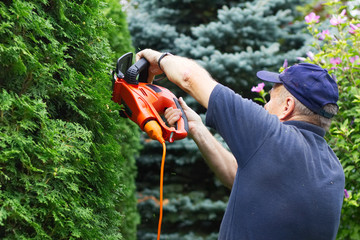 Old man trimming hedge with electric garden scissors, focus on hands. 