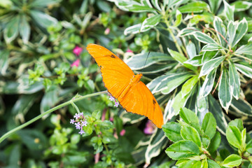 Orange Julia Butterfly