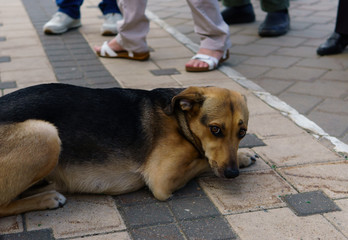 A miserable dog under the feet of people