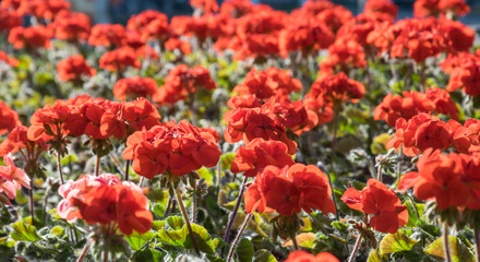 Живописный летний сад. Цветущая красная герань