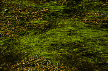 Green algae in a water