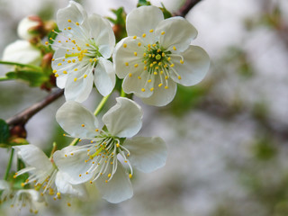 white Cherry flowers on branch tree at the springtime in sunny day