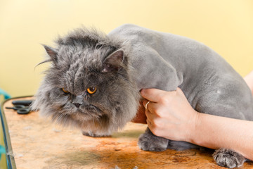 Persian cat sheared in the beauty salon