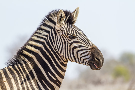 Fototapeta Plains zebra in Kruger National park, South Africa