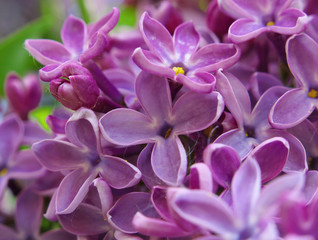 Naklejka na ściany i meble Sweet violet Lilac flowers for background. Sweet Lilac. Lilac flowers. Green branch with spring lilac flowers