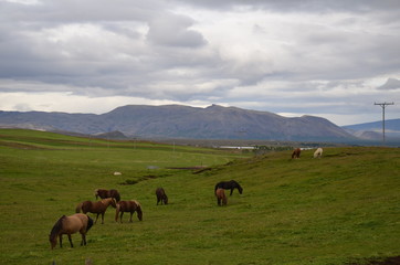 Fototapeta na wymiar Icelandic scenery