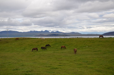 Icelandic scenery