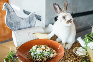 Pear and Arugula Salad with Pine Nuts near the beautiful white rabbit