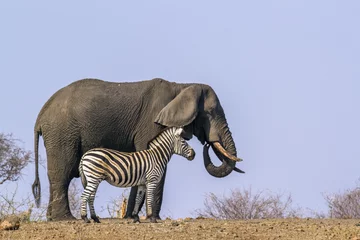 Crédence de cuisine en verre imprimé Éléphant Zèbre des plaines et éléphant de brousse africain dans le parc national Kruger, Afrique du Sud