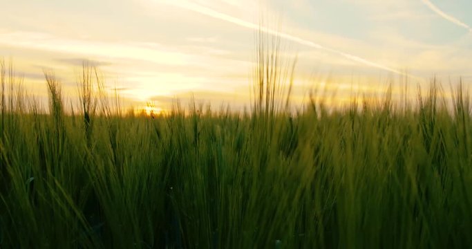 weizenfeld