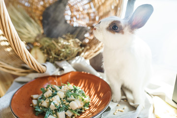 Pear and Arugula Salad with Pine Nuts near the beautiful white rabbit