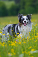 Border Collie in einer Fr&uuml;hlingswiese