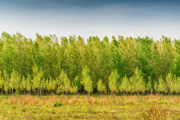 Naklejka premium Tree alley at spring