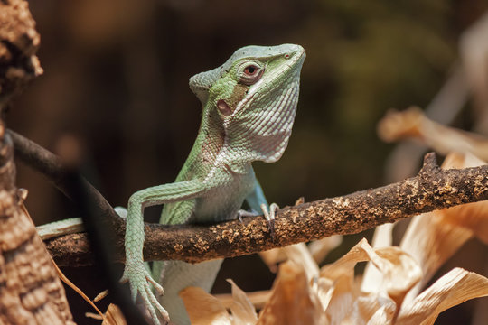 green Basilisk