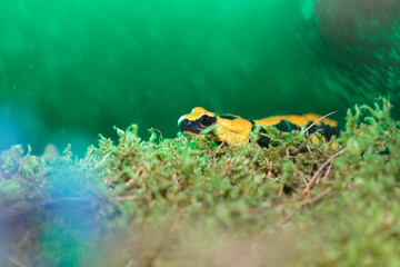 Salamander004