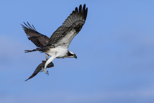 Águila pescadora (Pandion haliaetus) volando con un pez en las garras en un cielo azul