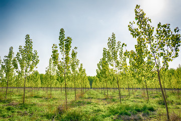 Naklejka premium Tree alley at spring