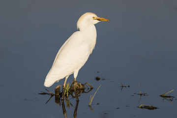 Garcilla bueyera (Bubulcus ibis) con el pico lleno de barro posada en una laguna