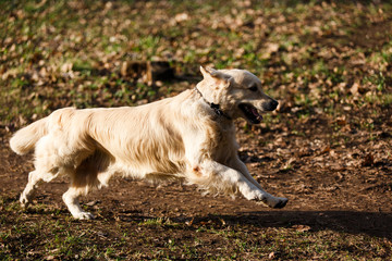 Labrador runs on green grass