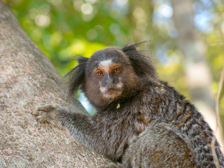 Marmoset