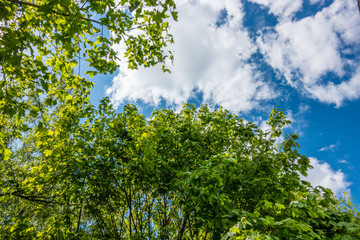 forest tree summer