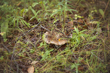 edible mushroom Russula among the grass and leaves