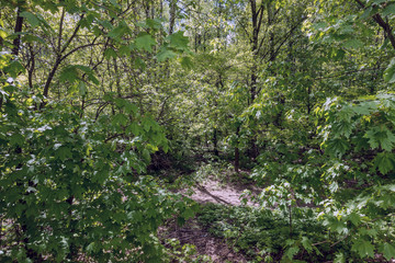 forest tree summer